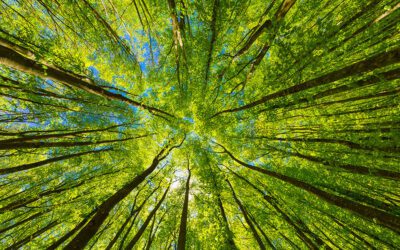 Global Wellness Summit Assesses 2022 Trends