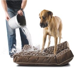 Crypton dog pillow